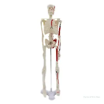 Медицинская мини-модель человеческого скелета M17F для анатомии 17,72 